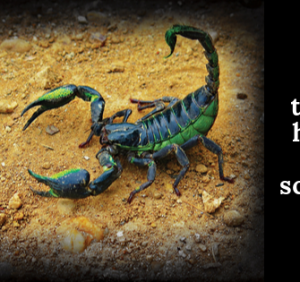 The Scorpion..!