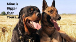 ‘I Have A Rottweiler!’ He Said Angrily..! ‘I Have A Rottweiler!’ He Said Angrily..!