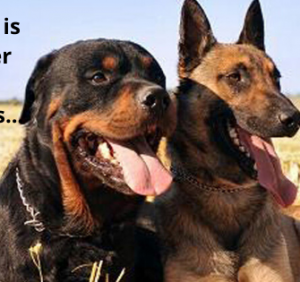 ‘I Have A Rottweiler!’ He Said Angrily..!