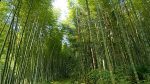 Stand Tall Like The Bamboo..! Stand Tall Like The Bamboo..!