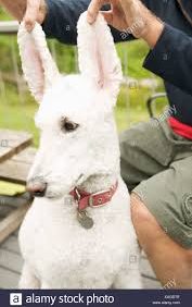 Holding My Dog’s Ear..!