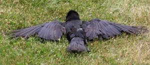 As The Crow Wrongly Flies..!