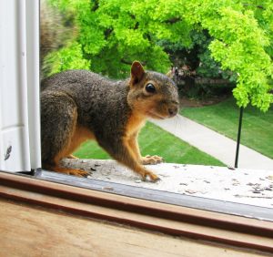 Noise Outside my Window..!