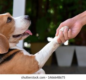 Shake Hands or Give Paw..!