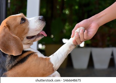 Shake Hands or Give Paw..!