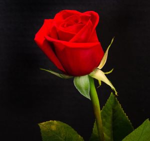 A Blood Red Rose..!