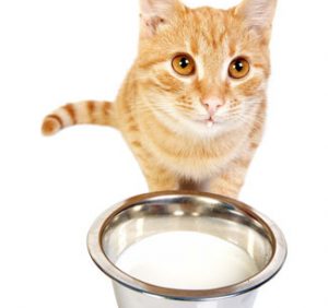 Cat’s Milk and Election Promises..!