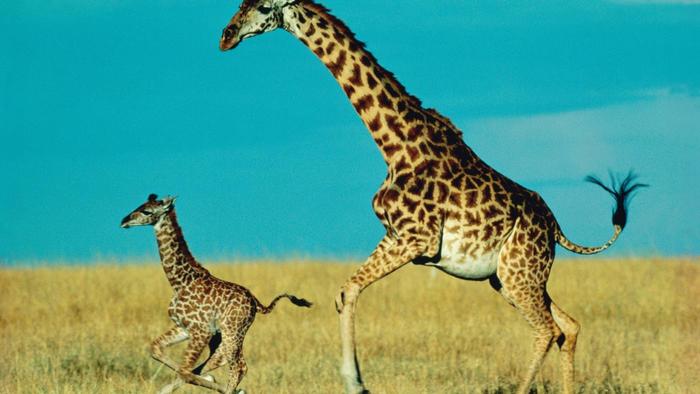 Give a Giraffe Kick..!