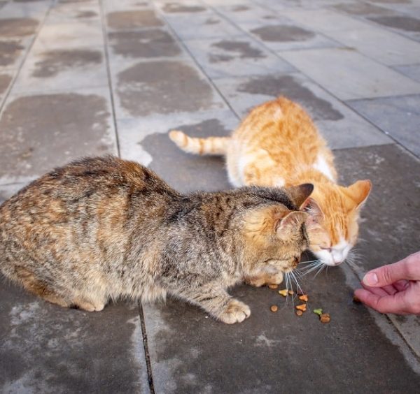 The Stray Cat and Forgiveness..!