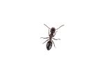 Andy the Ant..! Andy the Ant..!