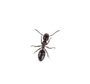 Andy the Ant..!
