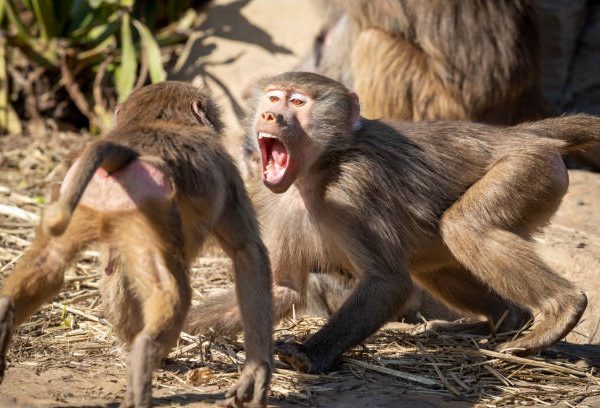 Honour and Monkeys..!