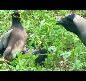Deadly Bird Fight..!