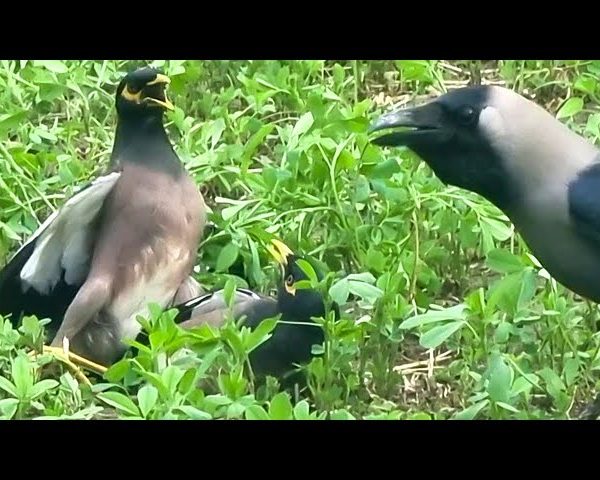 Deadly Bird Fight..!