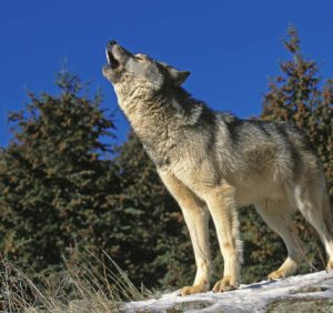 Crying Wolf Too Often..!