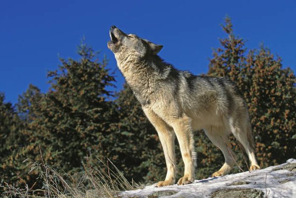Crying Wolf Too Often..!