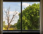 Tale of Two Trees..!