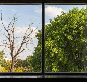 Tale of Two Trees..!