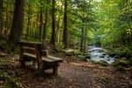 The Bench in the Woods..!